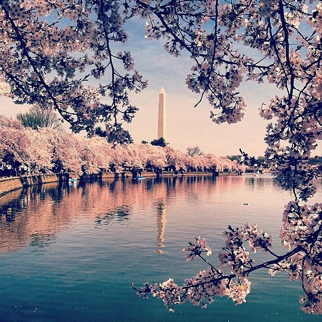 We have a three-way tie for Instagram of the Week this week, so the first is "A gorgeous day in DC" from @lesiamahlay #cherryblossoms #dc #instagramoftheweek
