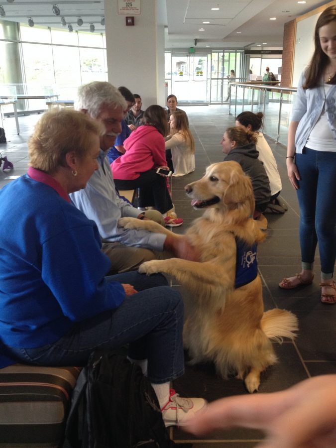 Bethanie, one of the youngest therapy dogs, loves to meet new people.