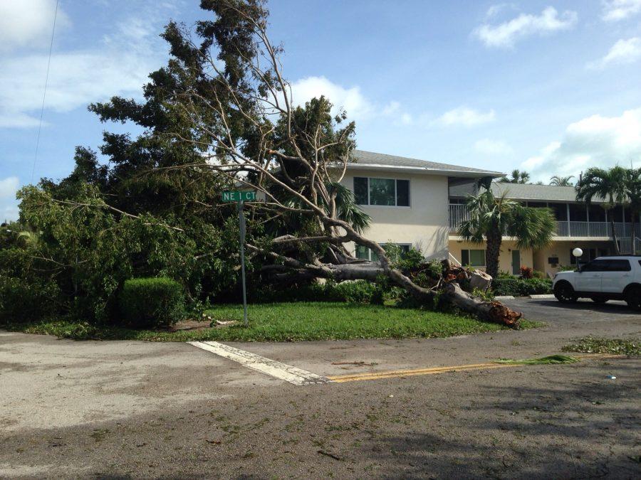 A tree down in Dr. Di Lorenzos neighborhood in Delray Beach.