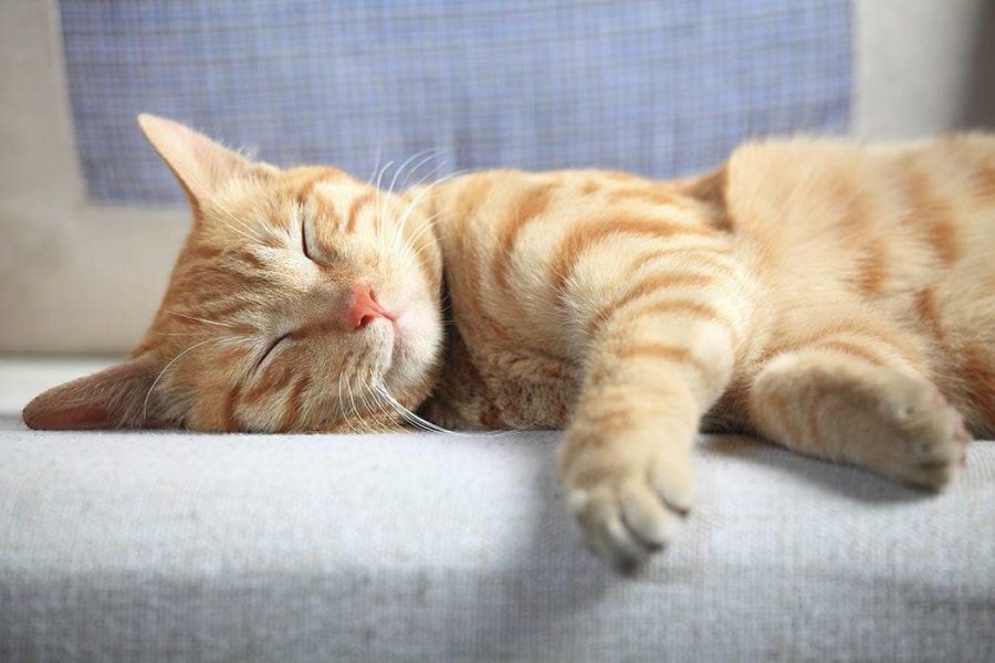 Declawing law in New York protects cats