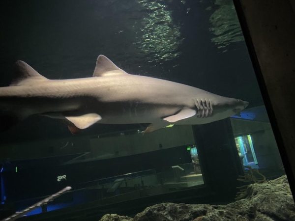 National Aquarium Offers Half-Price Tickets in Special Deal
